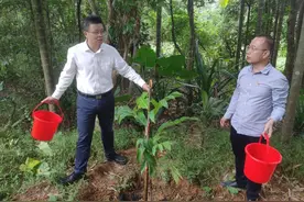 市委书记贺敬平带头种植面包树 三年后将结面包果图片