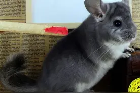 龙猫拿起扫把后主动凹造型，姿势多变萌翻人，铲屎官：想撸图片