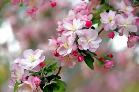 1949年周恩来搬进中南海，问为何选西花厅？邓颖超：他喜欢这种花图片