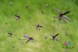 为什么一关灯就有蚊子嗡嗡叫，开灯就没有？没想到，竟然这么"重口味"图片