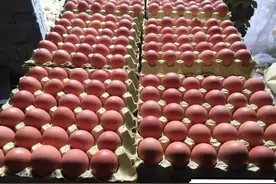 维生素对蛋壳质量与颜色的影响有多大？图片