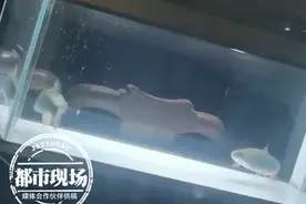男子钓鱼回家喂养，鱼儿却猛顶鱼缸，将玻璃撞碎图片