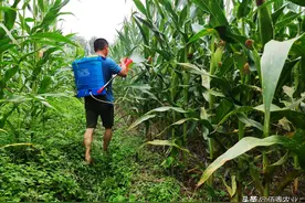 农村男子和妻子赌气，8亩玉米误喷除草剂，如此草率为哪般？图片
