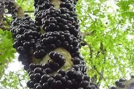 嘉宝果一树结100斤，一斤400元，栽10棵树收入40万，为啥很少人种图片