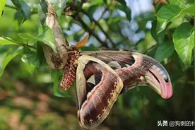 女子晨练发现奇怪“双头蛇”，走近看清后，结果受到国家嘉奖图片