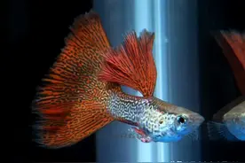 为什么我买的鱼(孔雀鱼)都很贵啊？图片