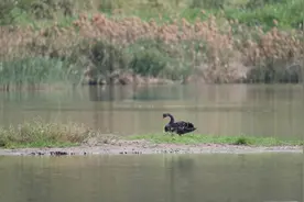 时隔6年，黑天鹅再现福田红树林保护区图片