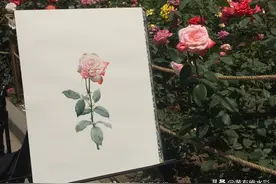 黄有维独家分享，超实用的水彩玫瑰写生小技法图片