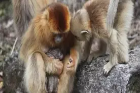 猴子生育也需要接生？科学家观察到生育全过程，助产员全程护理！图片