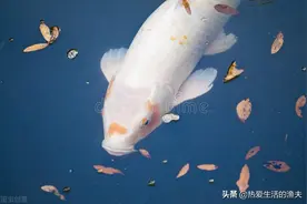 锦鲤身体表面发红鱼鳍有血丝怎么办？对症治疗，让爱鲤恢复健康图片