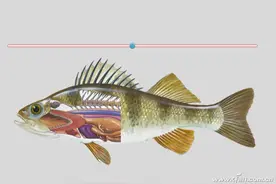 办公小技巧：拉幕式动画演示巧制作图片