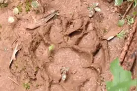 湖南又出现老虎了？封山树林“突现”兽脚印，最大直径12厘米图片