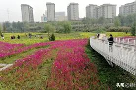 阜阳市千余亩花海，等你来打卡，你知道位置在哪里吗？图片