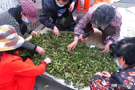 东北这个县城的山野菜早市让你流连忘返，25种常吃山野菜集体亮相图片