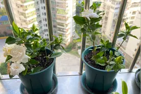 栀子花的3种扦插方法，秋季按照步骤操作，不到一个月就生根图片