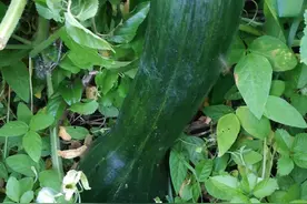 我的大南瓜被虫子击倒了图片