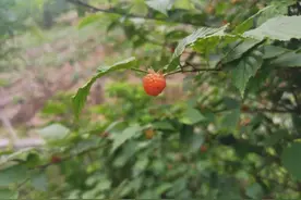 荒地里的1种“野果子”，人称“山莓”，碰到请珍惜，如今很少见图片