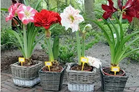 马上要到最热的天了，朱顶红没到花期，叶子需要修剪吗？图片