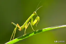 新婚即殒命的公螳螂，为何任由“妻子”对自己吃干抹净，不逃跑？图片