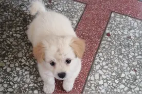 被自己家的小狗牙齿划了一下，要不要打狂犬疫苗？图片