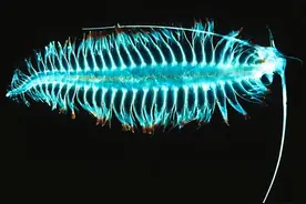 世界上许多奇怪的生物是如何演化的呢？人类或许是个大细菌图片