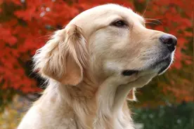 如何让金毛毛发变的发亮？比飘柔还管用