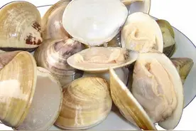 中药古今研究：蛤壳图片