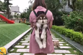 女主带3只小狗逛街，因遛狗方式“特殊”走红，亲生的吧？图片