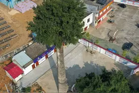 广西农村现奇观，废弃烟囱里长参天大树，村民：10年未解之谜图片