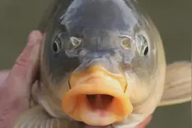 澳洲3.6亿条鲤鱼泛滥成灾，堵塞下水道，硕大饱满，肥得流油图片