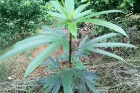 五指毛桃有何奇特之处？能掀起农民集体挖它的“风浪”？图片