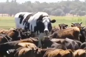 澳大利亚一奶牛被屠宰场拒杀：身高1米94体重1.4吨 主人对付不了视频封面