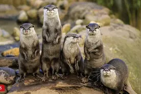 曲阜师范大学张洪海Science发文，呼吁保护中国野生水獭图片