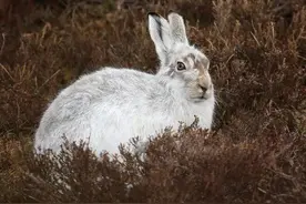 捕猎野兔后，他们有了新的启示图片