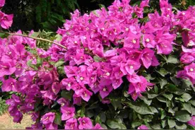 给三角梅换盆，这么处理，缓苗服盆快，呼呼冒新芽！图片
