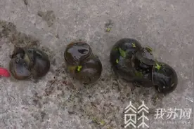 没有“福寿”却有害！这种螺惊现南京护城河 被紧急清除图片