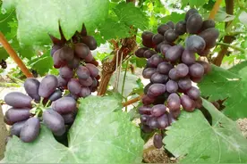 立秋到 摘葡萄！“咬秋”吃“秋果”，本溪有一个好地方还能烧烤图片