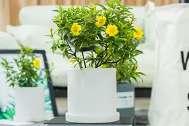 春天养花，把网红花卉“小黄花”摆在客厅，美丽而精致图片