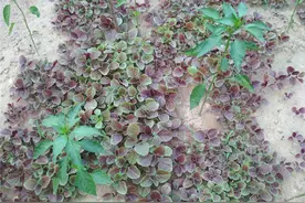 夏季热晒，种菜浇水多？分小块种几种，充分间作，地面施上干粪肥图片