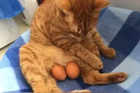给绝育的公猫装蛋蛋？猫：你礼貌吗图片