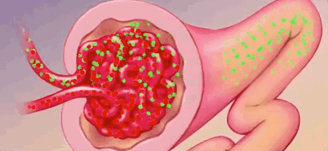 中学生物精美GIF动图来啦