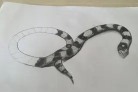 我国最毒陆栖蛇：银环蛇，1克毒液足以致人死地，性情却非常温顺图片