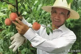 采摘价8元/斤，花海知音的水蜜桃熟啦！欢迎来撩图片