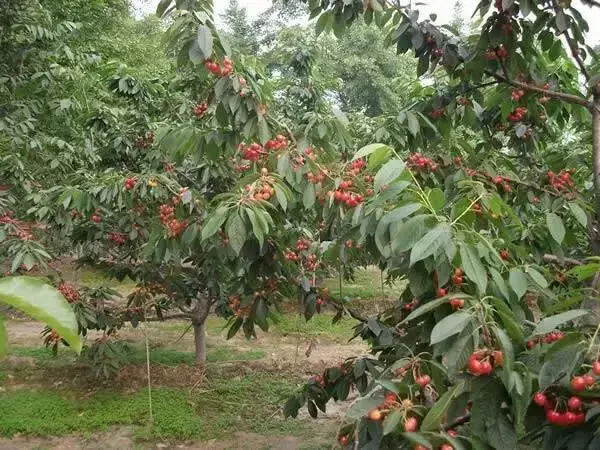 @樱桃种植户，“倒春寒”来了，请收好这件樱桃“保暖衣”