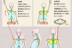 【绘画教程】如何绘制躯干前部（胸到腰）/躯体？（人体教程）图片