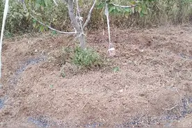 巧用微耕机，一机三用，省时、省工、省力，果树施肥轻松搞定图片