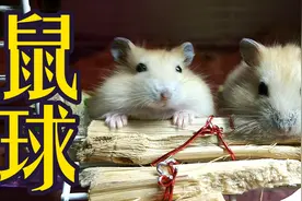 为什么仓鼠整夜不睡觉，曾经被妈妈跑轮甩飞的奥八玛长成球视频封面