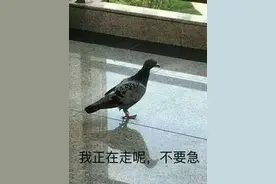 咕咕咕表情包｜不见不散，我一定参加图片