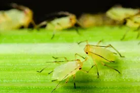 根治蚜虫：这种药高效彻底，省工省力，农残少成本低图片