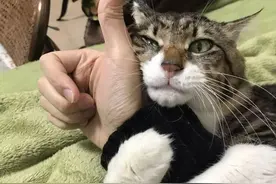 猫咪很粘人怎么办？女孩：这是粘人？这是情敌图片